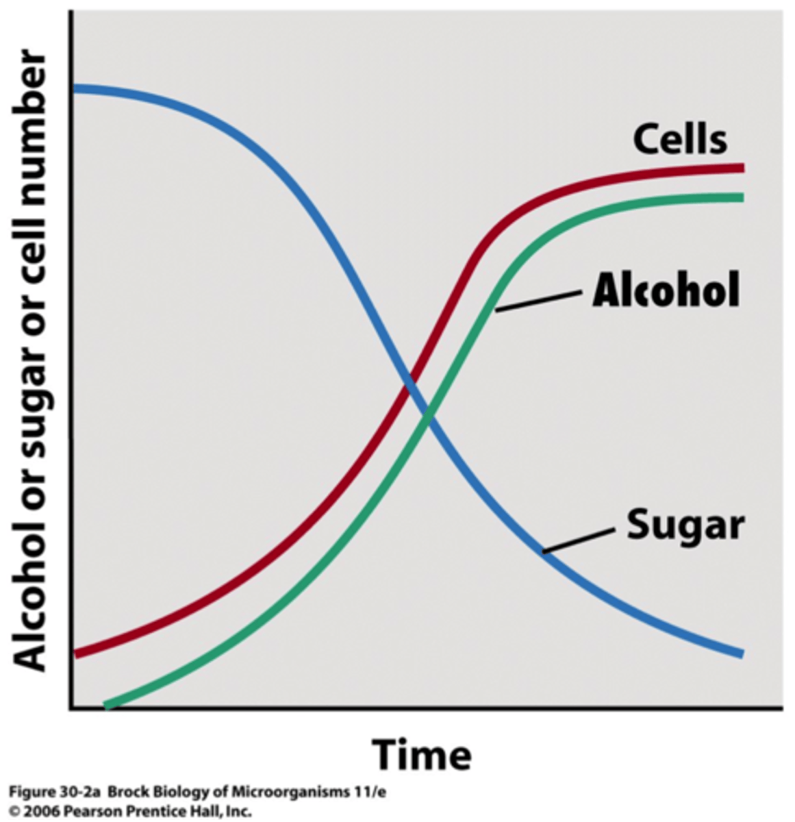 <p>produced during the exponential growth phase<br>-alcohol is an example; formed as part of energy metabolism<br>-alcohol production is parallel with growth curve; CANNOT be significantly overproduced (usually the waste product)</p>