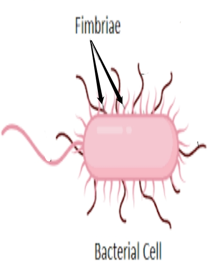 <p>fimbriae </p>