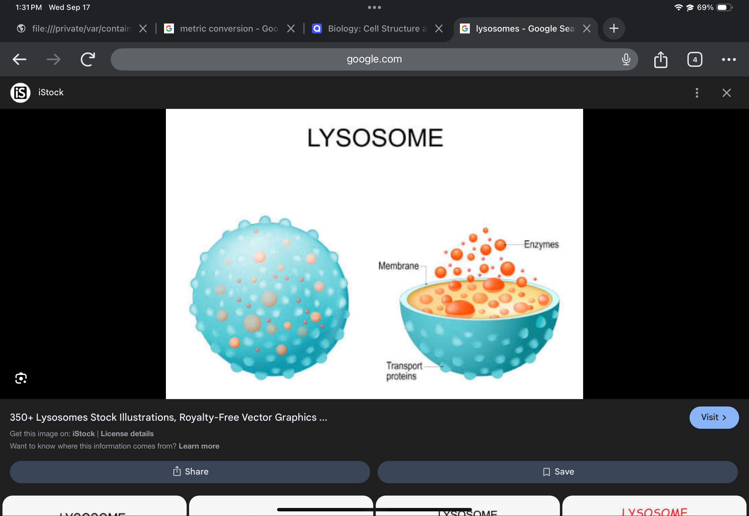 <p>Vesicle containing hydrolytic enzymes; digests macromolecules and cellular components.</p>