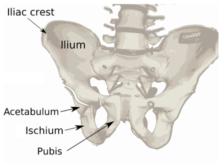 <ul><li><p>big top parts</p></li><li><p>wings</p></li></ul><p></p>