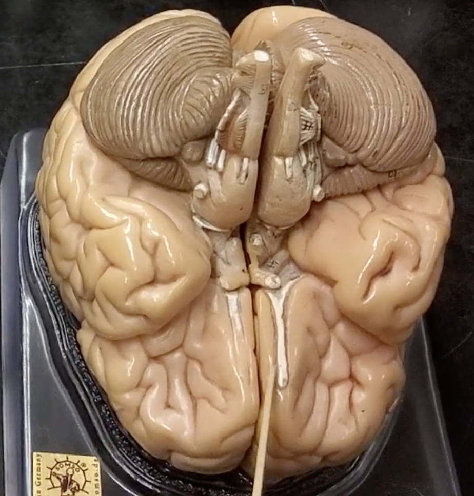 <p>name the structure and what nerve goes through it</p>