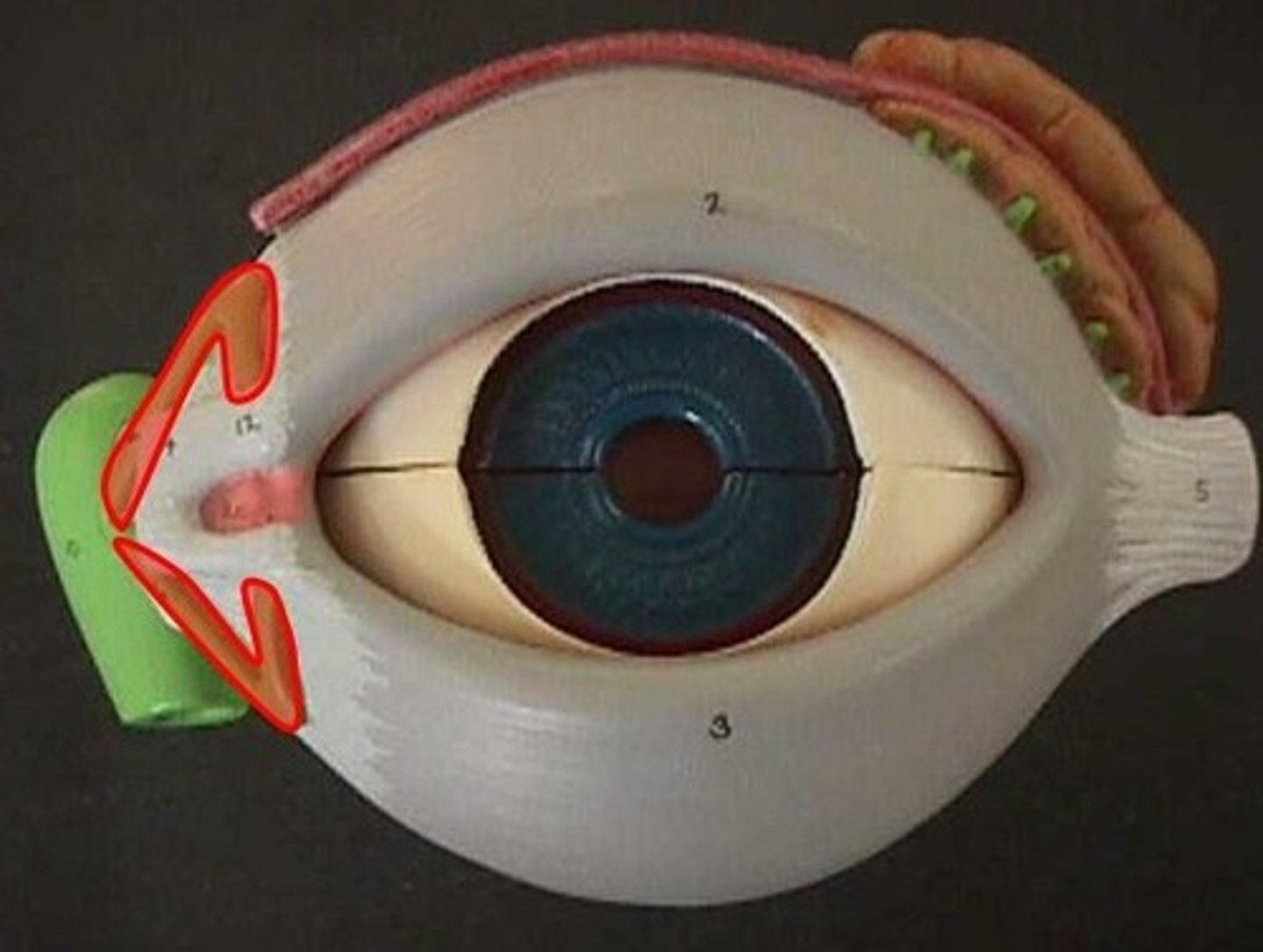 <p>drain lacrimal ﬂuid to lacrimal sac (dilated superior part of nasolacrimal duct)</p>