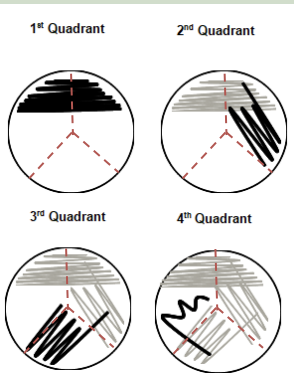 <ul><li><p>tilt the media to face yourself </p></li><li><p>avoid stabbing or gouging the agar</p></li><li><p>flame your loop </p></li><li><p>inoculate your loop and drag it over the 1st and 2nd sectors in one fluid motion</p></li><li><p>flame your loop </p></li><li><p>drag your sterile loop through the 2nd sector and streak it into the 3rd sector</p></li><li><p>flame your loop </p></li></ul><p>should leave you with 4 streaks </p>