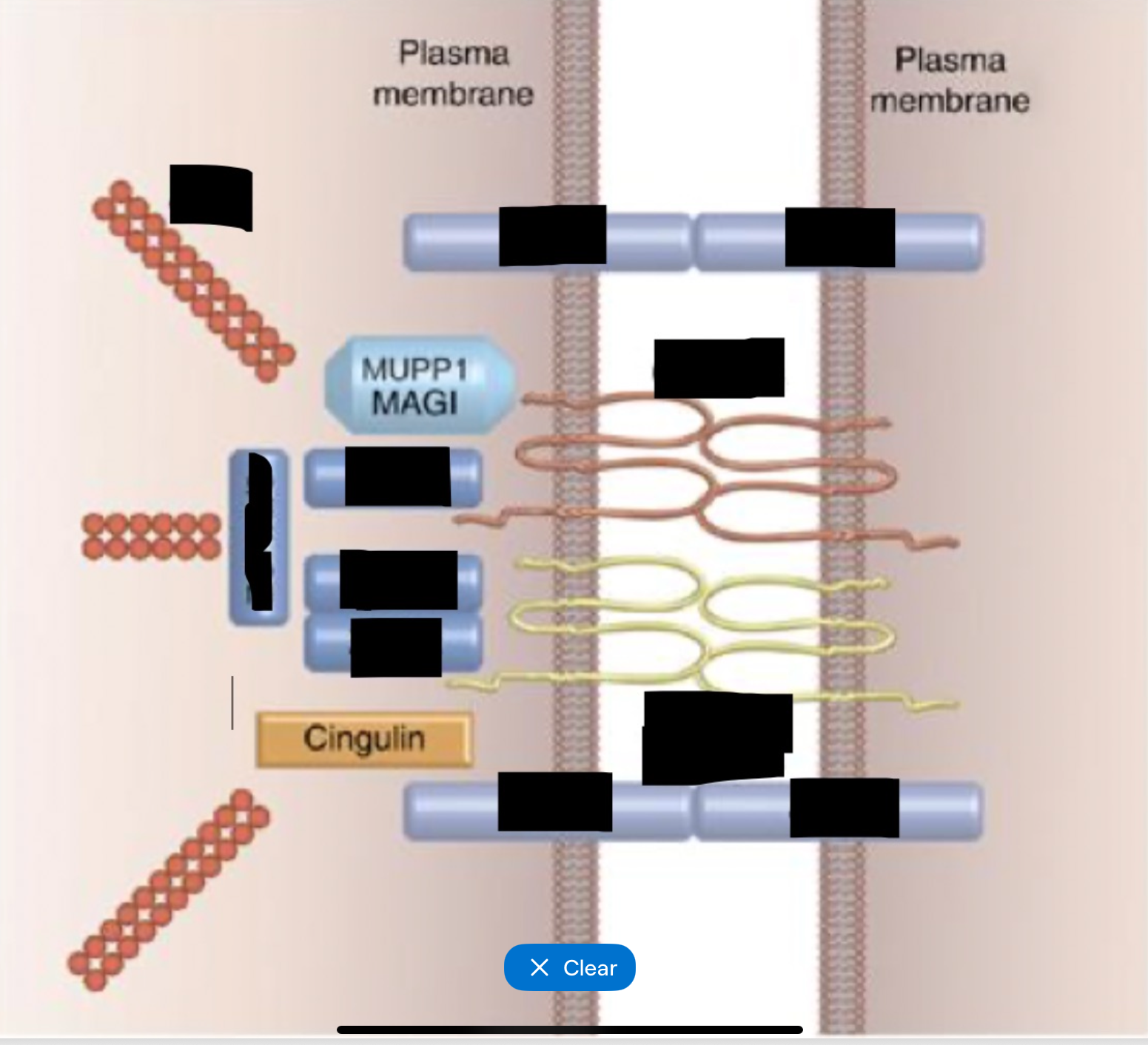 knowt flashcard image