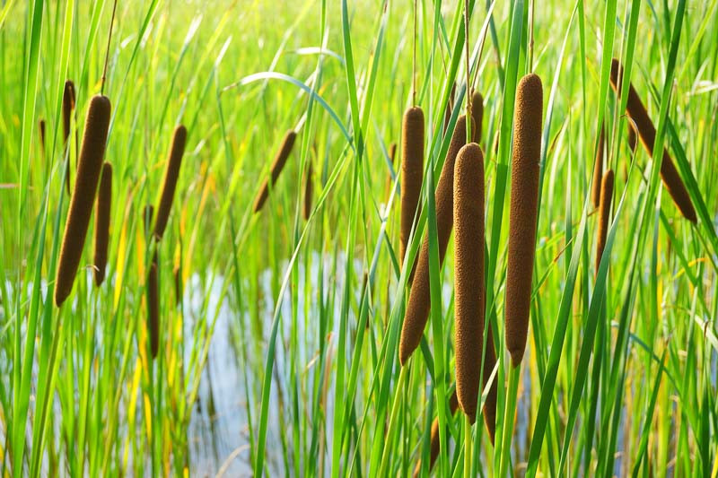 <p>Broadleaf cattail</p>