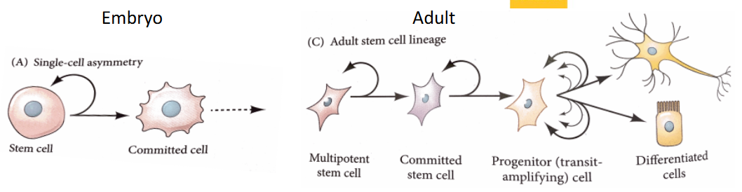 <ul><li><p>Undifferentiated cells</p></li><li><p>Capable of differentiating into a number of other cell types</p></li><li><p>Self-renewing properties; but many bone and nerve cells are NOT replaced!</p></li></ul><p></p>