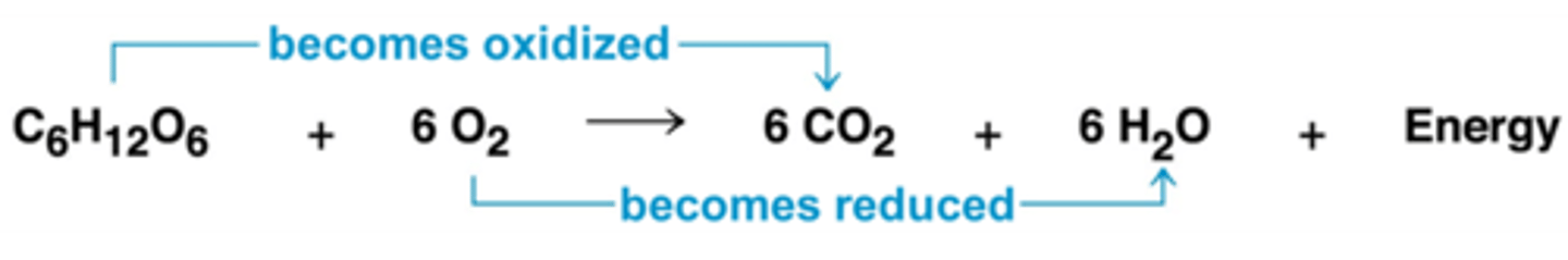 <p>glucose is oxidized (losing electrons)<br>oxygen is reduced (gaining electrons)</p>