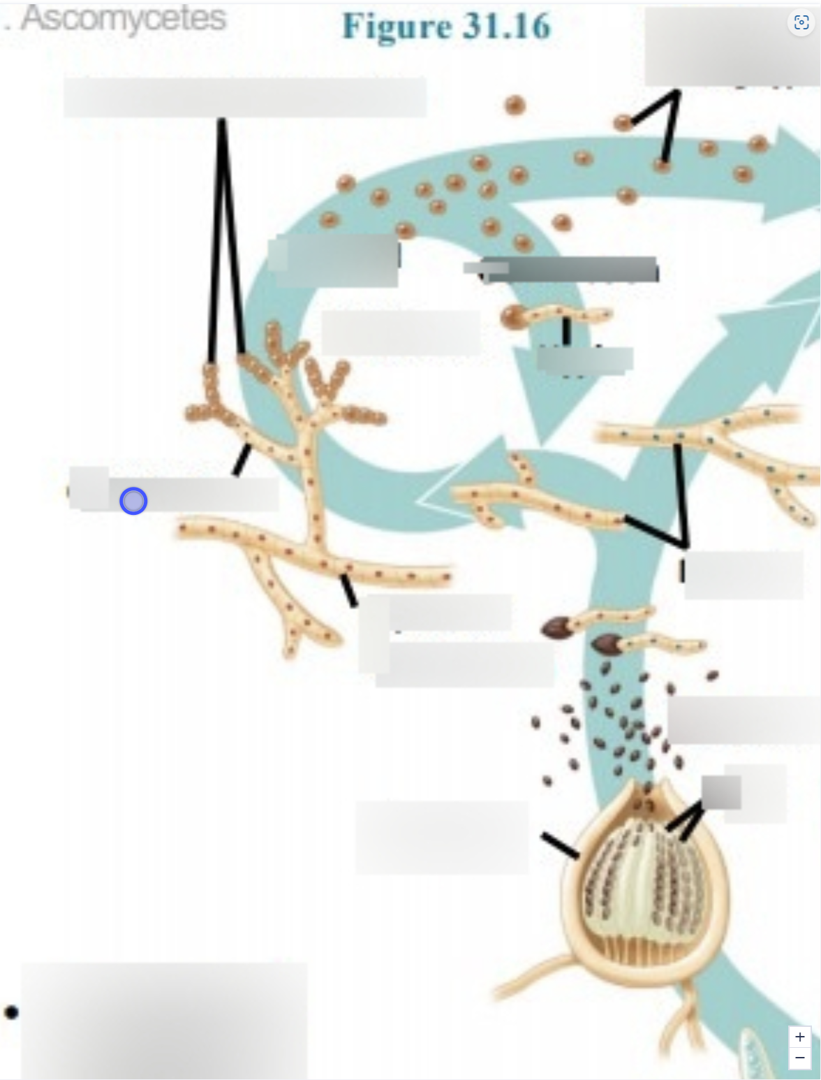 term image