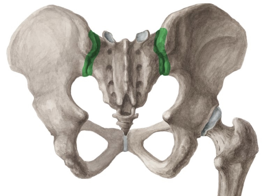 <p>art. sacroiliaca gibi</p>