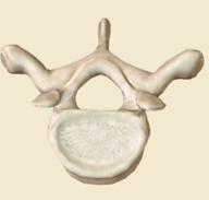 <p>-Body shape &amp; size: *larger and heart-shaped *contain costal facets</p><p>Vertebral foramen shape: circular</p><p>Transverse processes: *long *contain articular facets for ribs</p><p>Spinous processes: *long *point inferiorly</p>