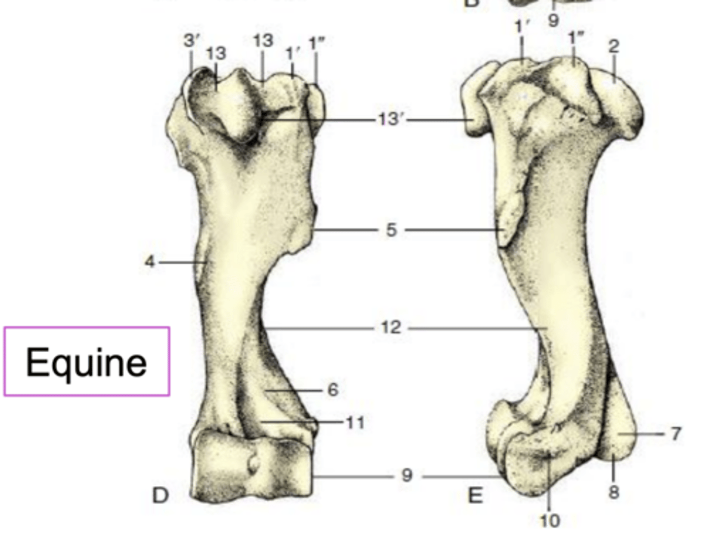<p>What structure is labeled as 3'?</p>
