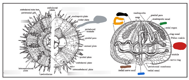 <p>Black structure of this Echinoidea (urchin)?</p>