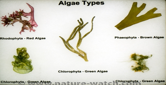 <p>green/red/brown</p>