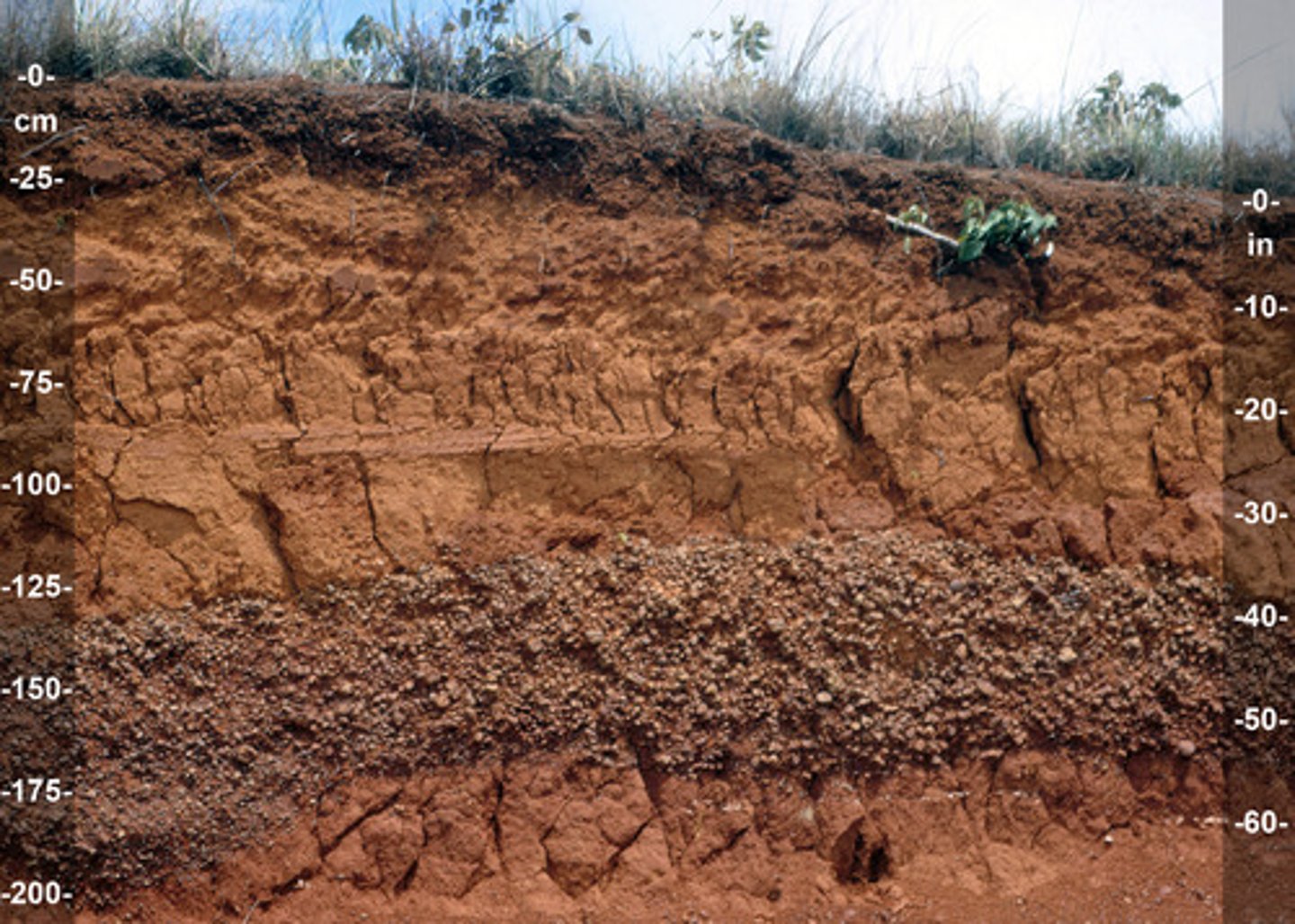 <p>Where: S. America and S. Africa</p><p>Color: Reddish (iron) and Yellowish (Al Oxides)</p><p>Characteristics: Low CEC and Fertility b/c eluviation of material</p>