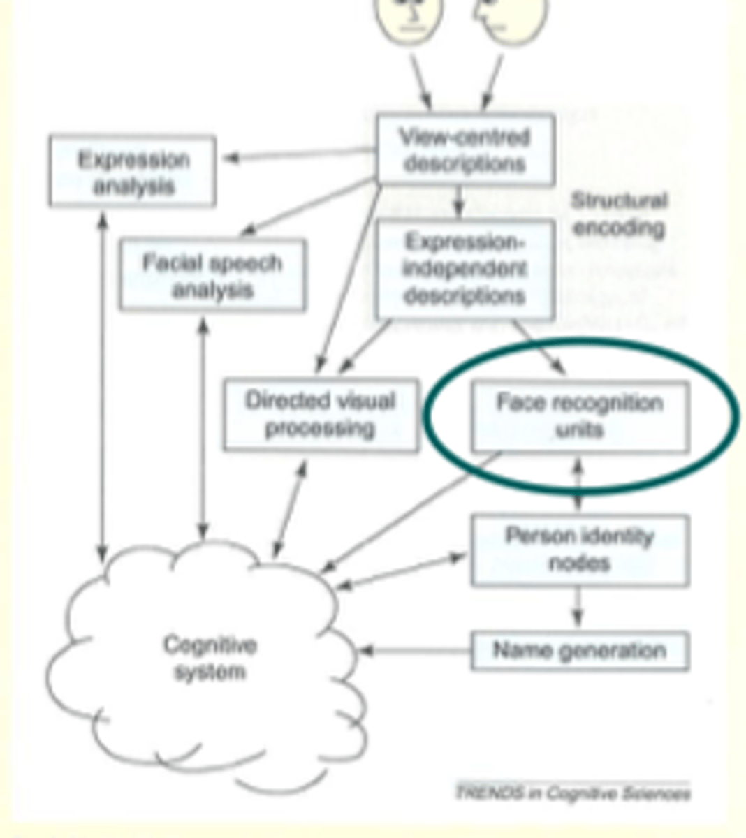 <p>occipitotemporal lesions</p><p>could distinguish between non/faces but was at change when rating the familiarity.</p><p>count access semantic info from face</p><p>can perceive face, but not recognise</p>