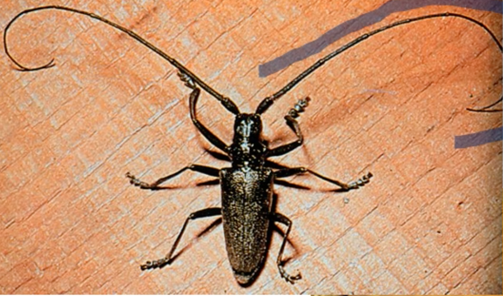 Long-horn Beetle
