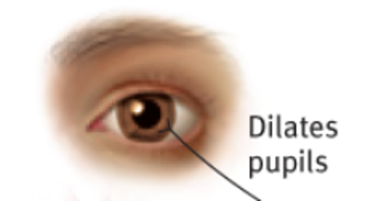 <p>Pupil dilation (mydriasis) via radial muscle contraction.</p>