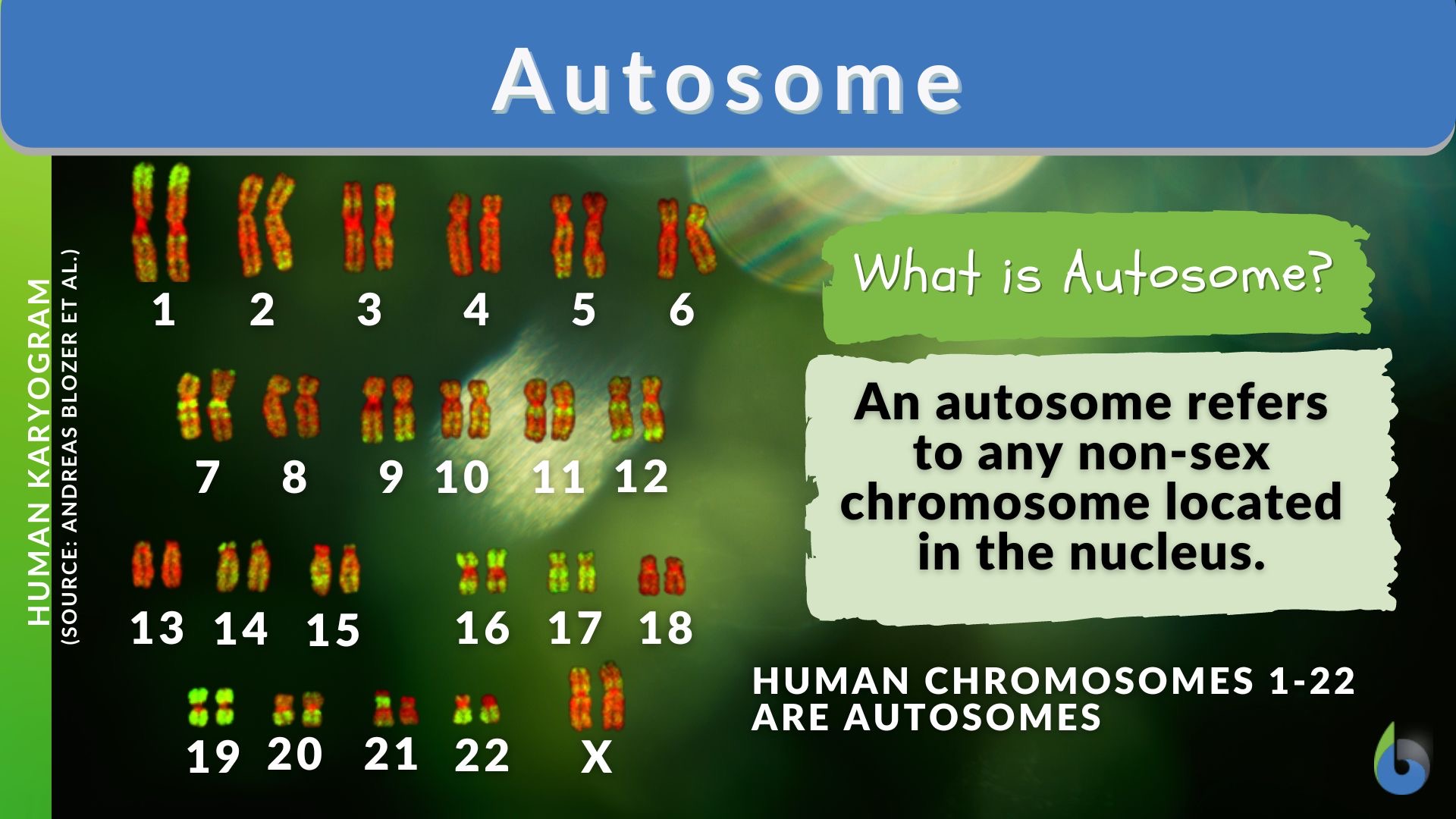 <p>Any chromosome that is not a sex chromosome.</p>