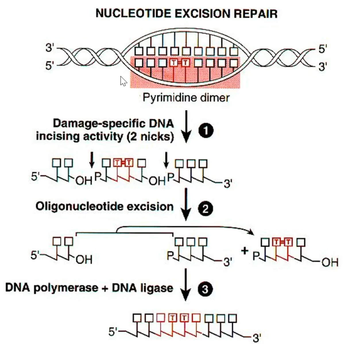 <p>Nucleotide Excision Repair</p>