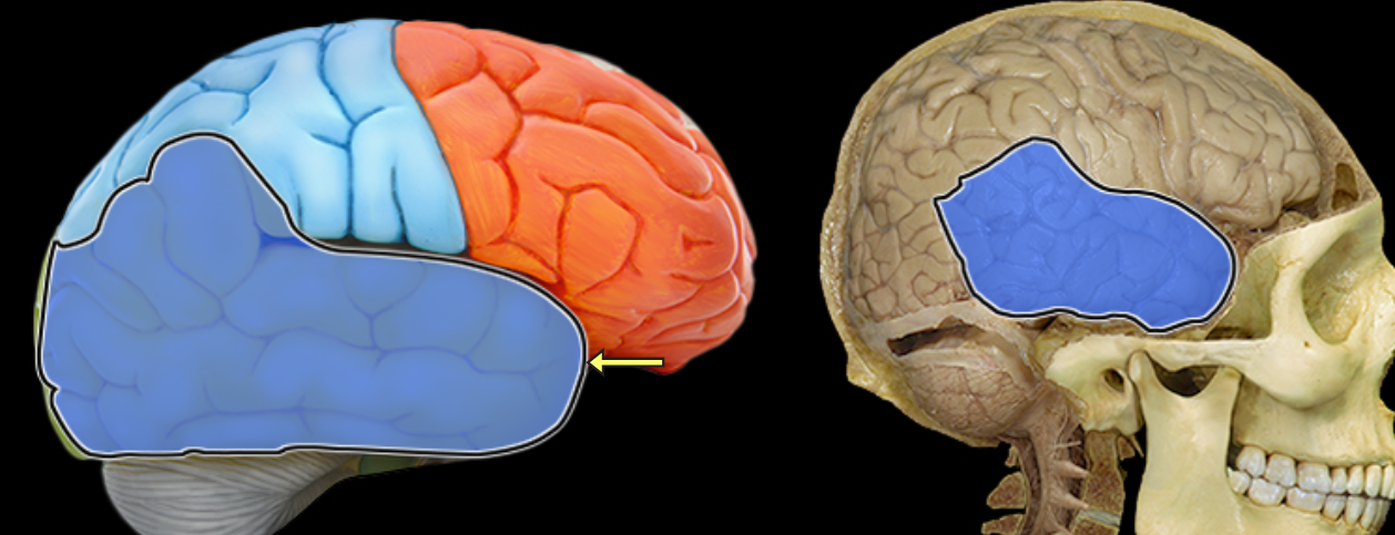 <p>Temporal lobe</p>