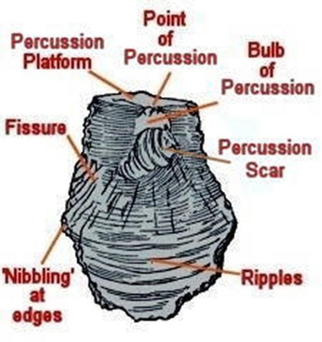 <p>core and then waves away from it (force travels)</p>