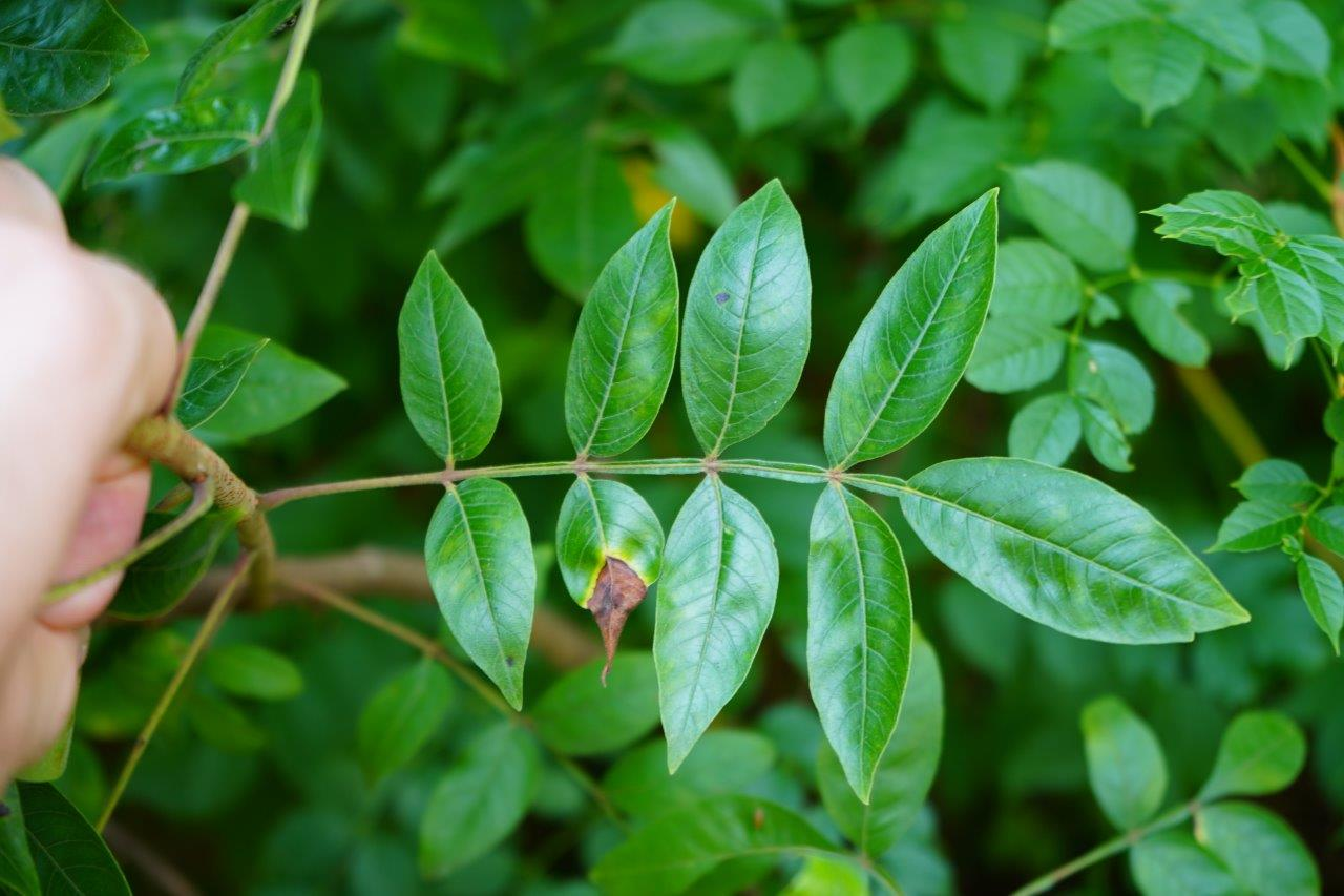 <p><em>Rhus copallinum</em></p>