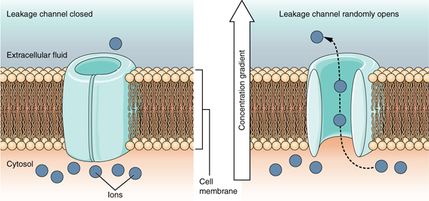 <p>Leakage (non-gated) channels </p>