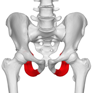 <ul><li><p>forrms the lower part of a coxal bone </p></li><li><p>when an individual is sitting, he or she is sitting on the ischial tuberosities.</p></li></ul><p></p>