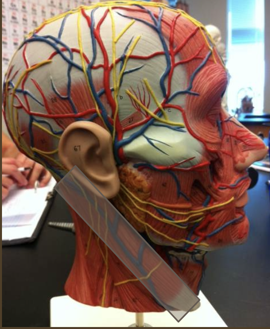<p>Identify the nerve</p>