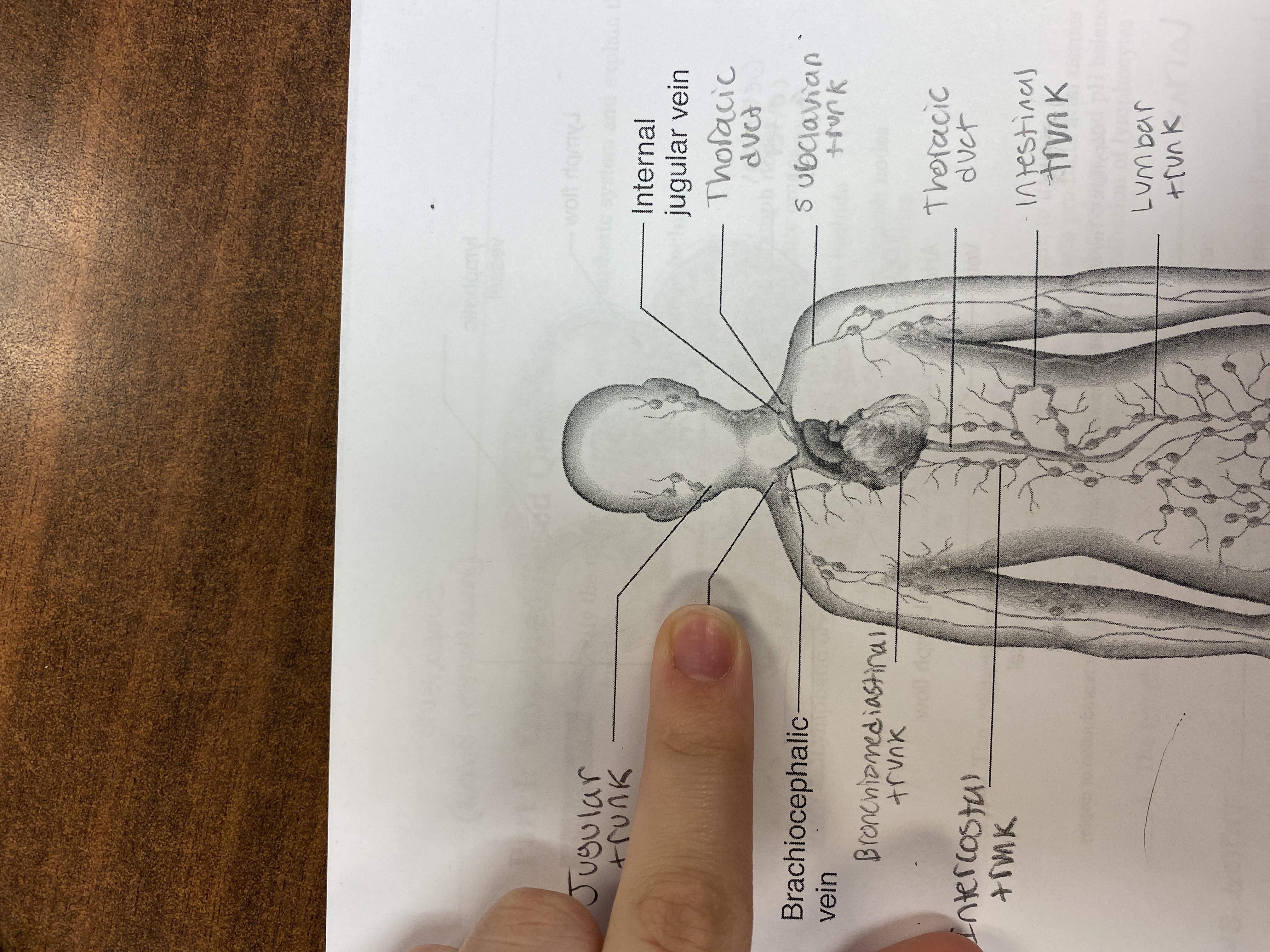 knowt flashcard image
