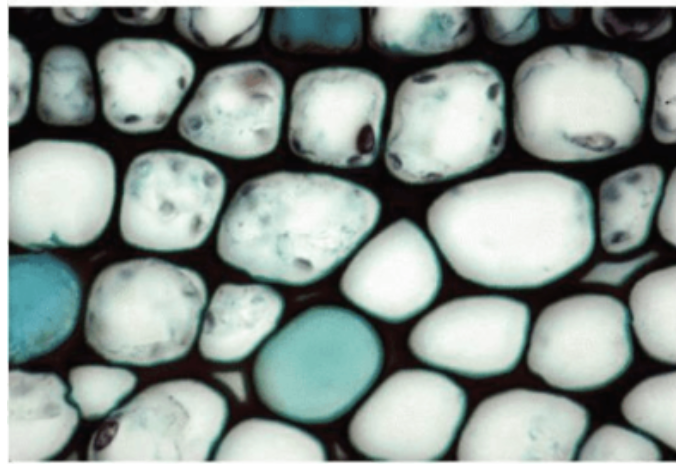 <p>What type of ground plant cell is this?</p>