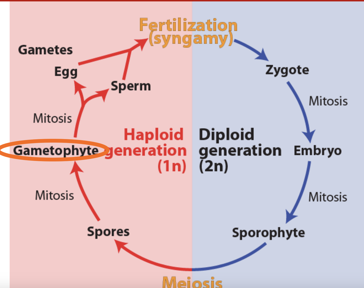 <p>fertilization</p><p>zygote</p><p></p><p>mitosis </p><p>embryo </p><p></p><p>mitosis </p><p>sporophyte </p><p></p><p>meiosis</p>