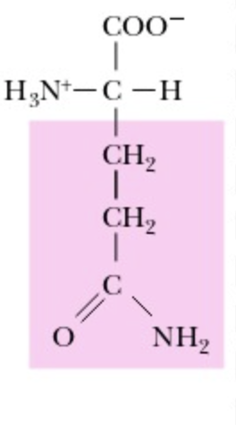 <p>Glutamine</p>