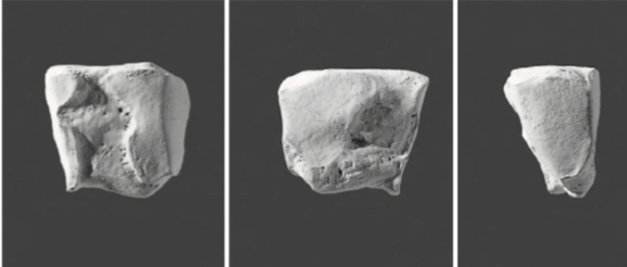 <p>Slightly bent rectangular dorsal face</p>