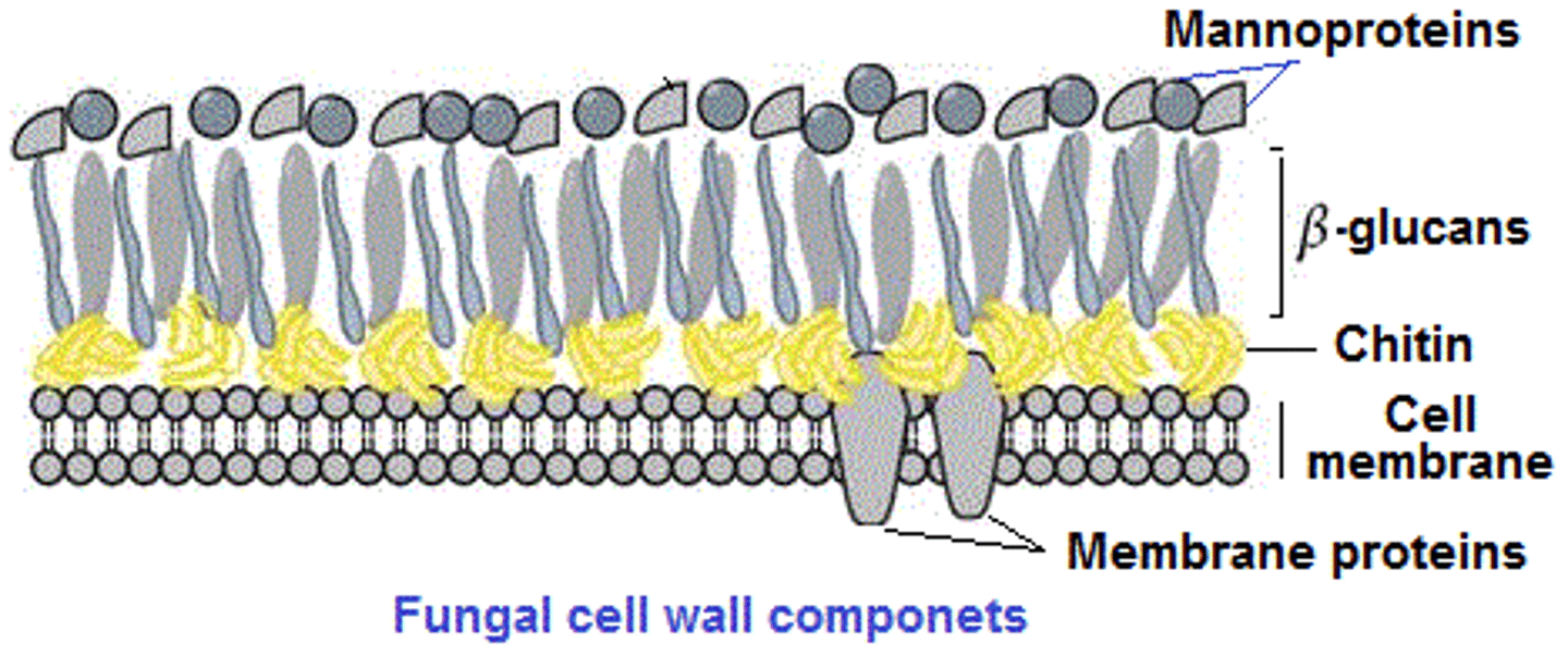 <p>A structural polysaccharide, consisting of amino sugar monomers, found in fungal cell walls and in the exoskeletons of arthropods.</p>