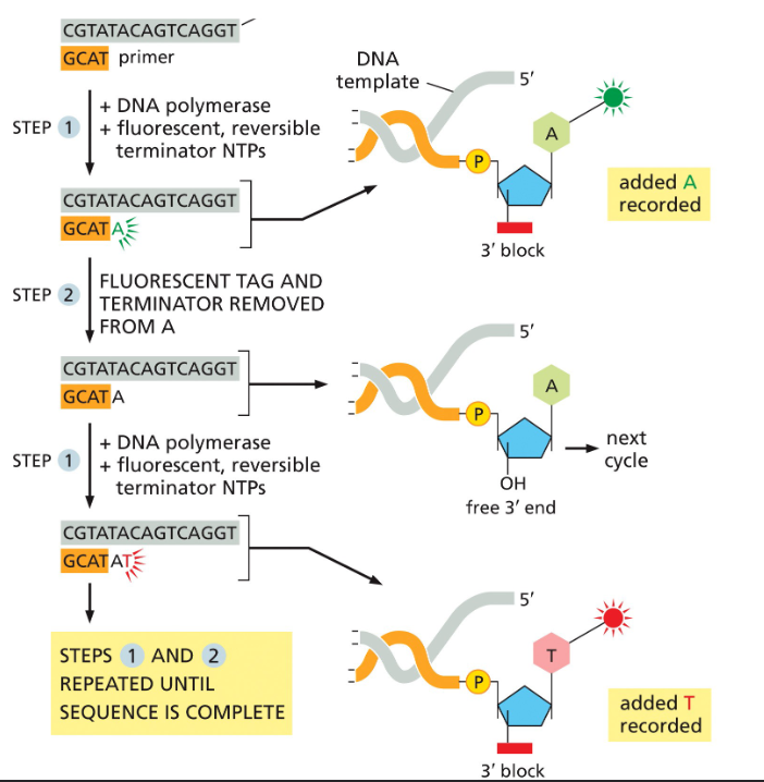 <p>DNA is fragmented and captured onto a flow cell, where the fragments are amplified and form clusters that we can see using a fluorescent, the fluorescent light shown is associated with a specific nucleotide, and will repeat until the sequence is complete.</p>