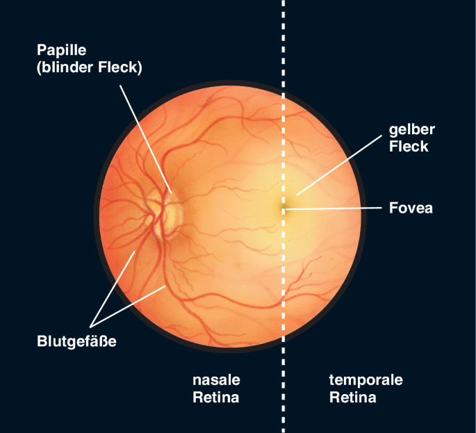 "Die Papille liegt nasal, die Makula liegt temporal. Bei der Funduskopie: Wenn die Papille rechts im Bild liegt, ist es das linke Auge; wenn die Papille links im Bild liegt, ist es das rechte Auge."