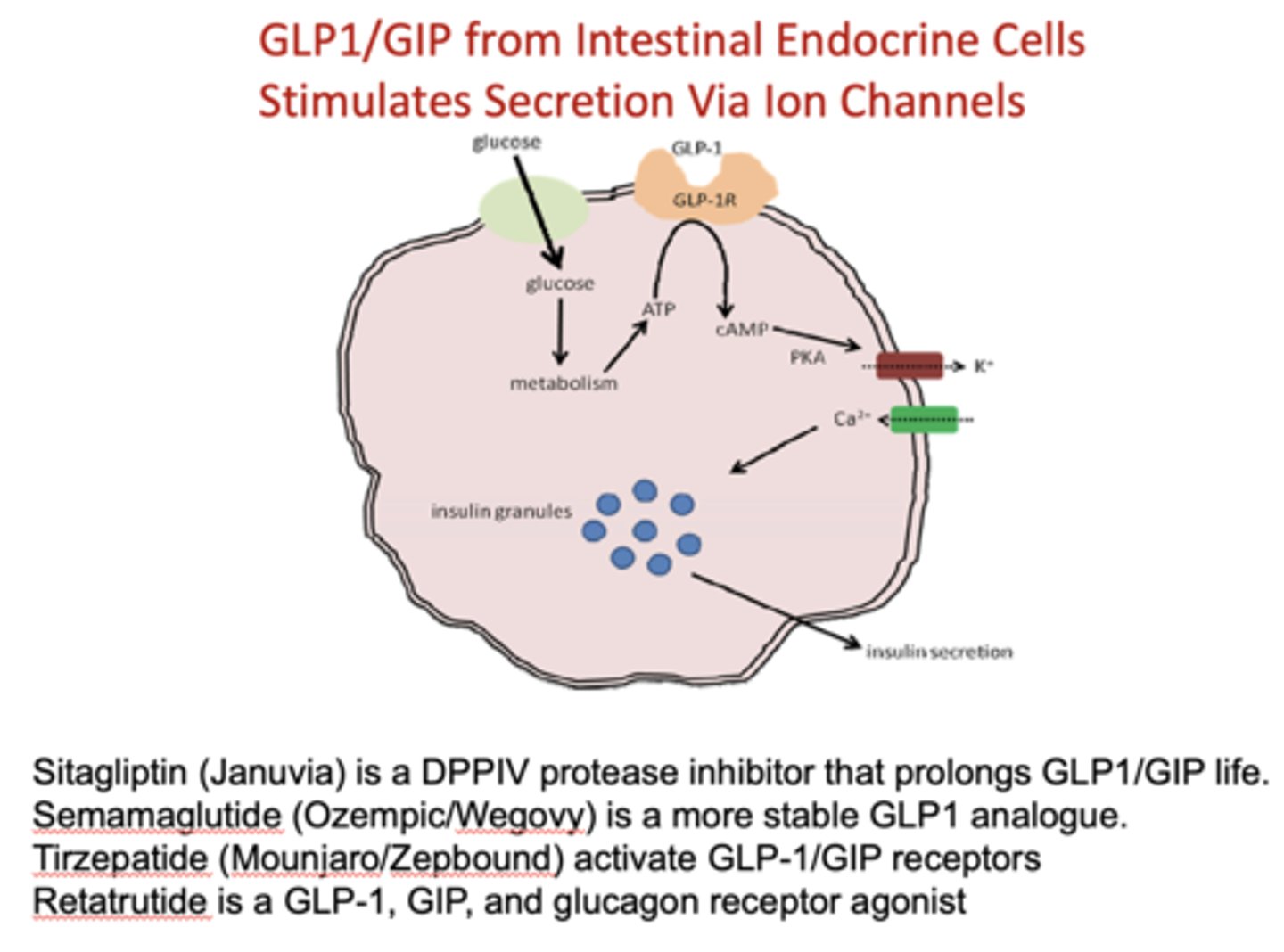 <p>GLP1/GIP</p>