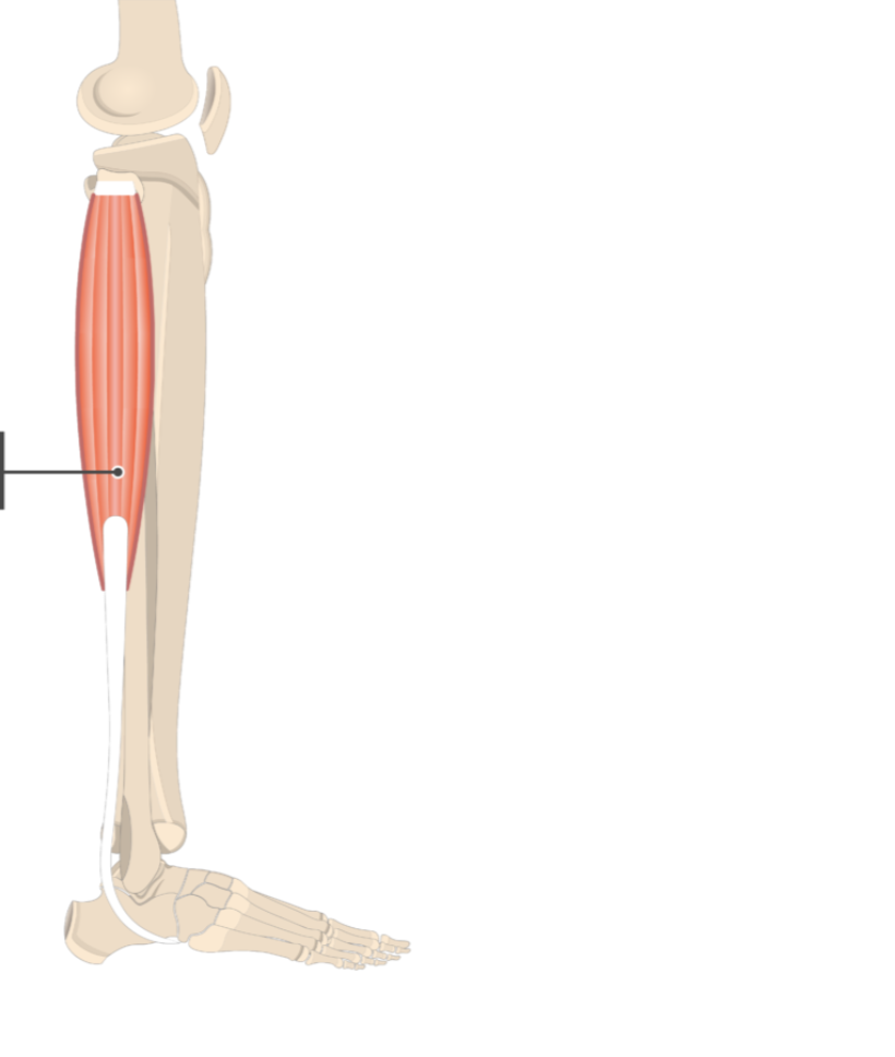 <p>fibularis longus</p>