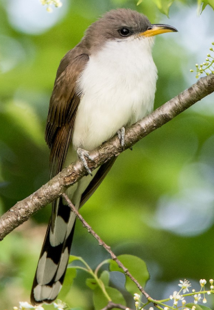 <p>What bird is this? </p>