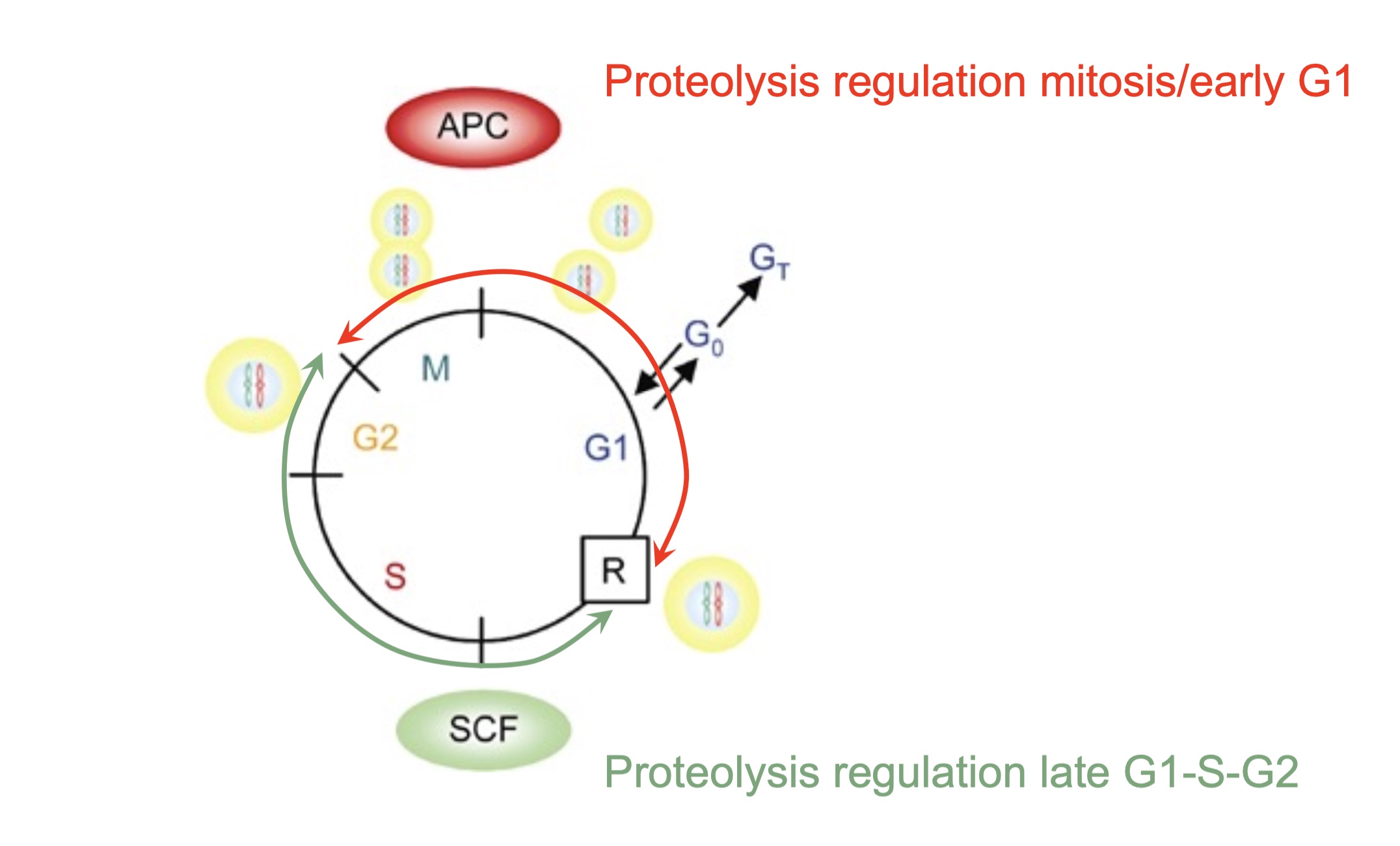 <p><strong>APC/C = Anaphase Promoting Complex/cyclostome (mitosis/early G1)</strong></p><ul><li><p>active in early G1</p></li><li><p>trigger <strong>anaphase</strong> by <strong>degrading securin</strong> (allow chromatin separation) and <strong>cyclin A/B </strong>(to exit mitosis)</p></li></ul><p>=> control M and reset into G1</p><p><strong>SCF = Skip 1 Cullin F box protein complex (G1→S→ G2)</strong></p><ul><li><p>active from late G1 to G2</p></li><li><p>prevents DNA replication by <strong>degradation of CKIs</strong>, <strong>targeting TFs</strong> (EIIF) and <strong>Wee1 for degradation&nbsp;</strong></p></li></ul><p>=> controls progression through interphase</p><p></p>