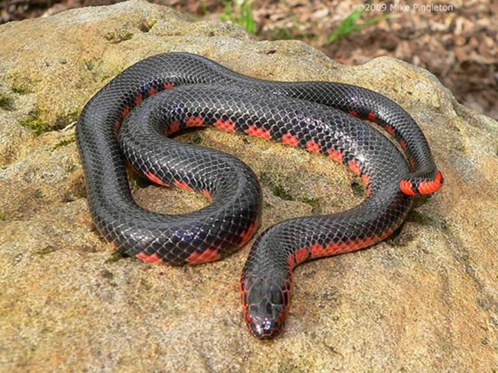 <p>101.6-137.2cm</p><p>Shiny black dorsum</p><p><strong>Red bars/triangles along side</strong></p><p>Venter red or pink</p><p>Scales smooth</p><p>Cloacal plate typically divided</p>