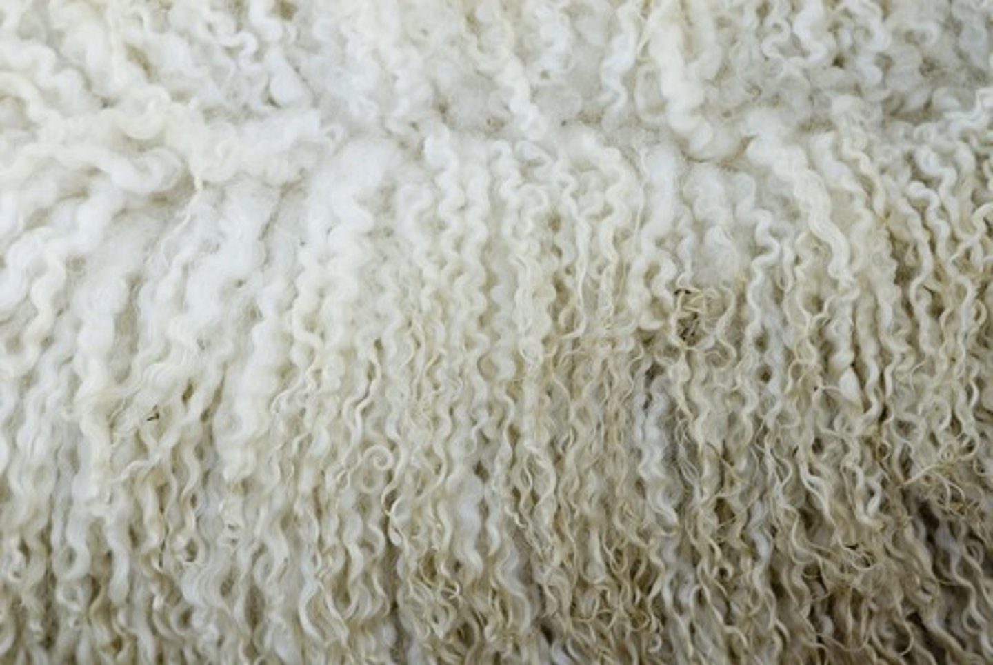 <p>made of wool</p>