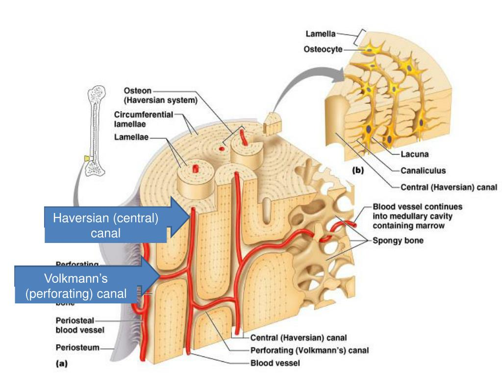 <ul><li><p>canal perpendicular to the central canal</p></li><li><p>carries blood vessels and nerves</p></li></ul><p></p>
