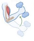 <p>What type of contraction is this: isotonic or isometric?</p>