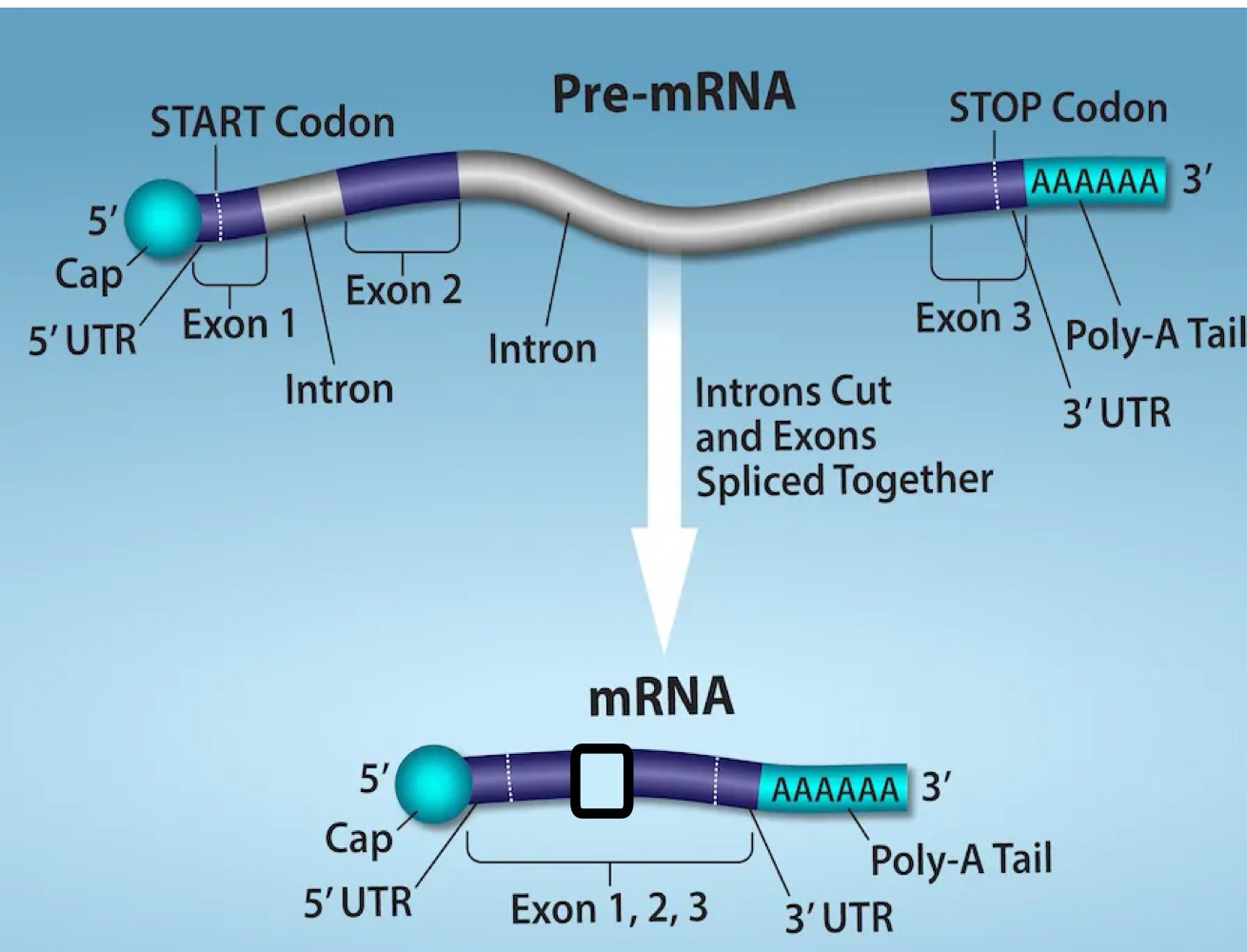 <p>5’ and 3’ PolyAtail added to mRNA, which is an export from the nucleus to the cytoplasm</p>