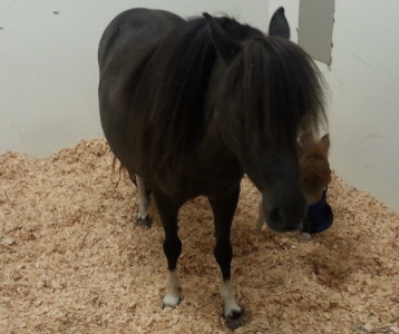 <p>-all relevant enzymes (liver, muscle)</p><p>-non-specific tests of function</p><p>-specific testing (bile acids) if indicated - BA and ammonia not on routine chemistry, triglycerides variable</p>