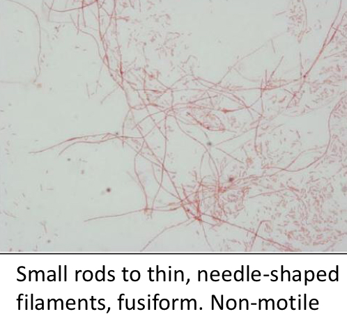 <ul><li><p>Gram -&nbsp;</p></li><li><p>Nonmotile</p></li><li><p>Short to filamentous rods with tapering ends</p></li><li><p>Butyric Acid</p></li><li><p>Rancid butter odor&nbsp;</p></li></ul><p></p>