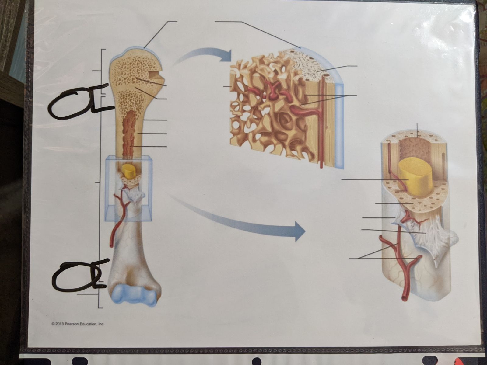 knowt flashcard image