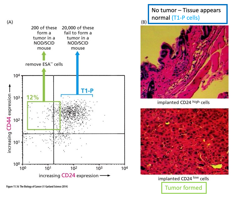 <ul><li><p class="Paragraph WhiteSpaceCollapse SCXP28208116 BCX0" style="text-align: left"><span>Cells derived from a breast cancer carcinoma and sorted using Flow Cytometry (FACS)​</span></p></li><li><p class="Paragraph WhiteSpaceCollapse SCXP28208116 BCX0" style="text-align: left"><span>Note 2 separate sub populations marked in green and in blue​</span></p></li><li><p class="Paragraph WhiteSpaceCollapse SCXP28208116 BCX0" style="text-align: left"><span>When 200 of cells from the green box were implanted into a mouse – tumor formed -- Call these <strong>Cancer Stem Cells (CSCs); resistant to chemotherapy treatments</strong>​</span></p></li><li><p class="Paragraph WhiteSpaceCollapse SCXP28208116 BCX0" style="text-align: left"><span>When 20,000 of cells in blue box were implanted into a mouse – tumor did not form​</span></p></li><li><p class="Paragraph WhiteSpaceCollapse SCXP28208116 BCX0" style="text-align: left"><span>Majority of cells in tumor display a more normal cell phenotype​</span></p></li></ul><p></p>